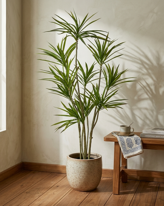 Dracaena Marginata Plant