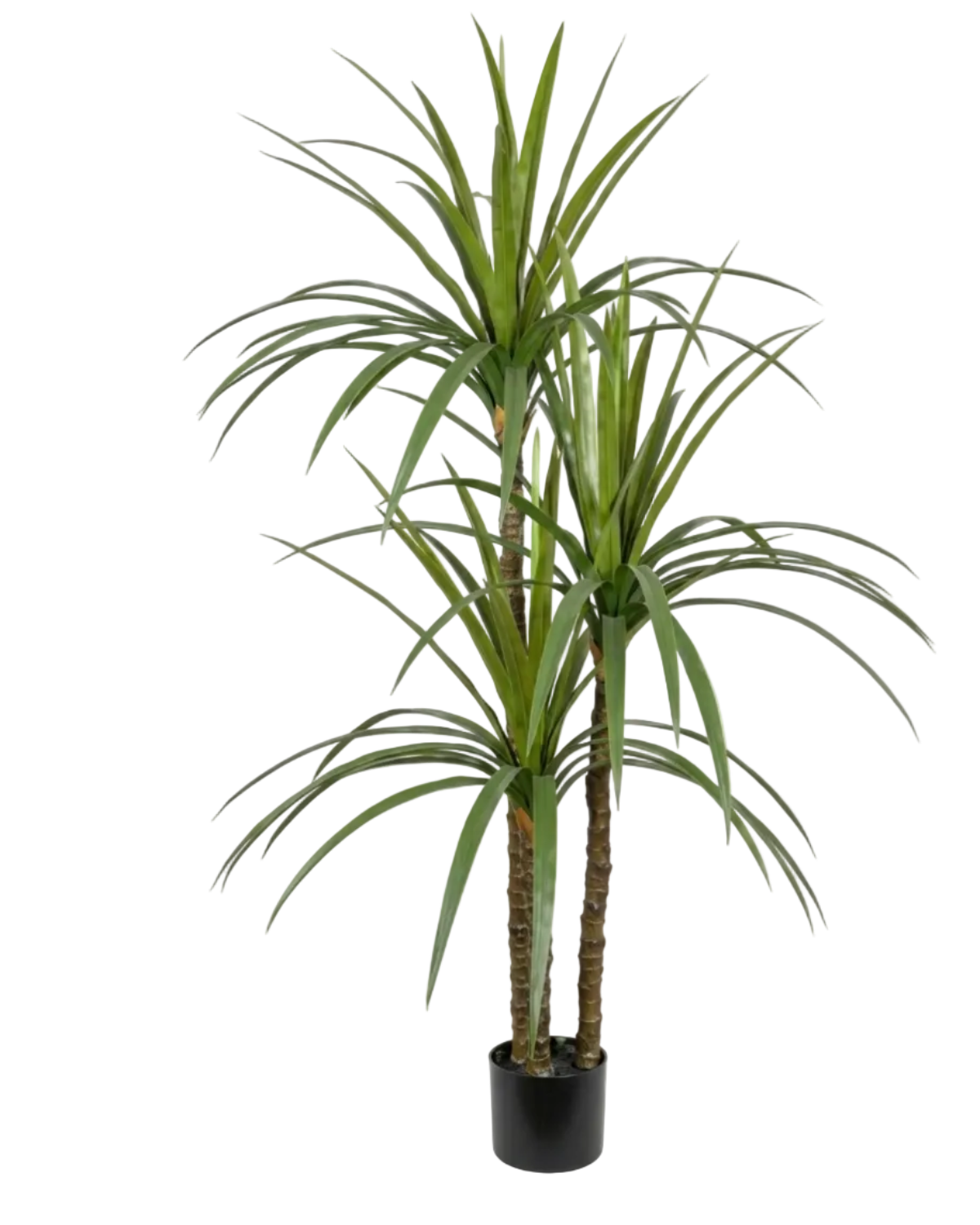 Potted ponytail palm plant on a white background
