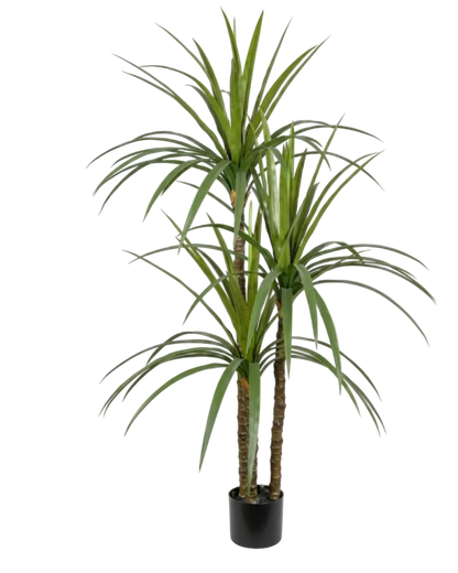 Potted ponytail palm plant on a white background