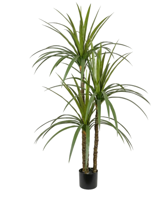 Potted ponytail palm plant on a white background