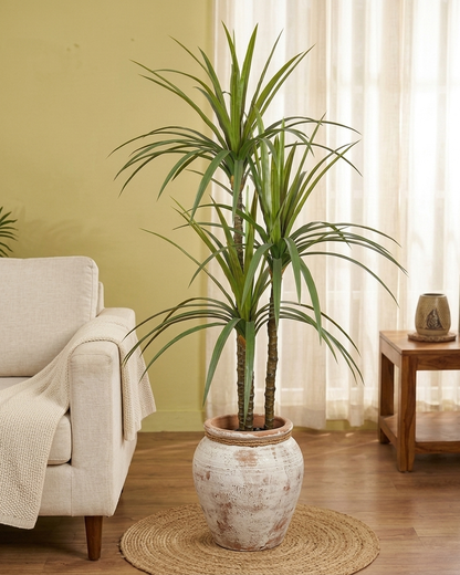 Modern Indoor Dracaena Plant