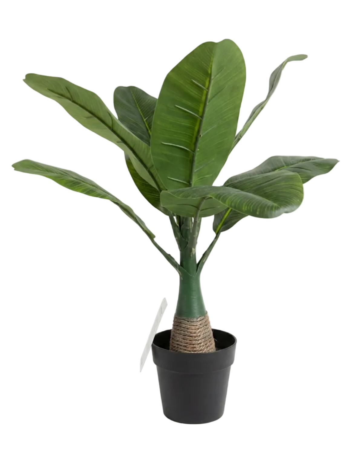 Potted plant with large green leaves on a white background