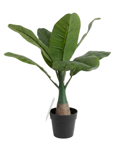 Potted plant with large green leaves on a white background