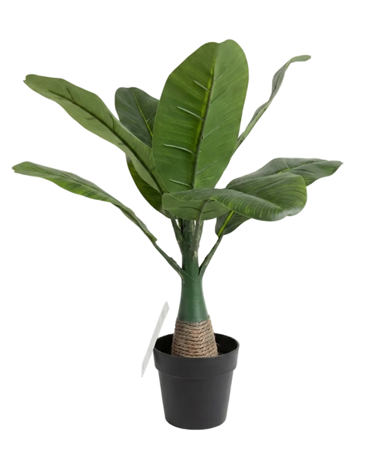 Potted plant with large green leaves on a white background