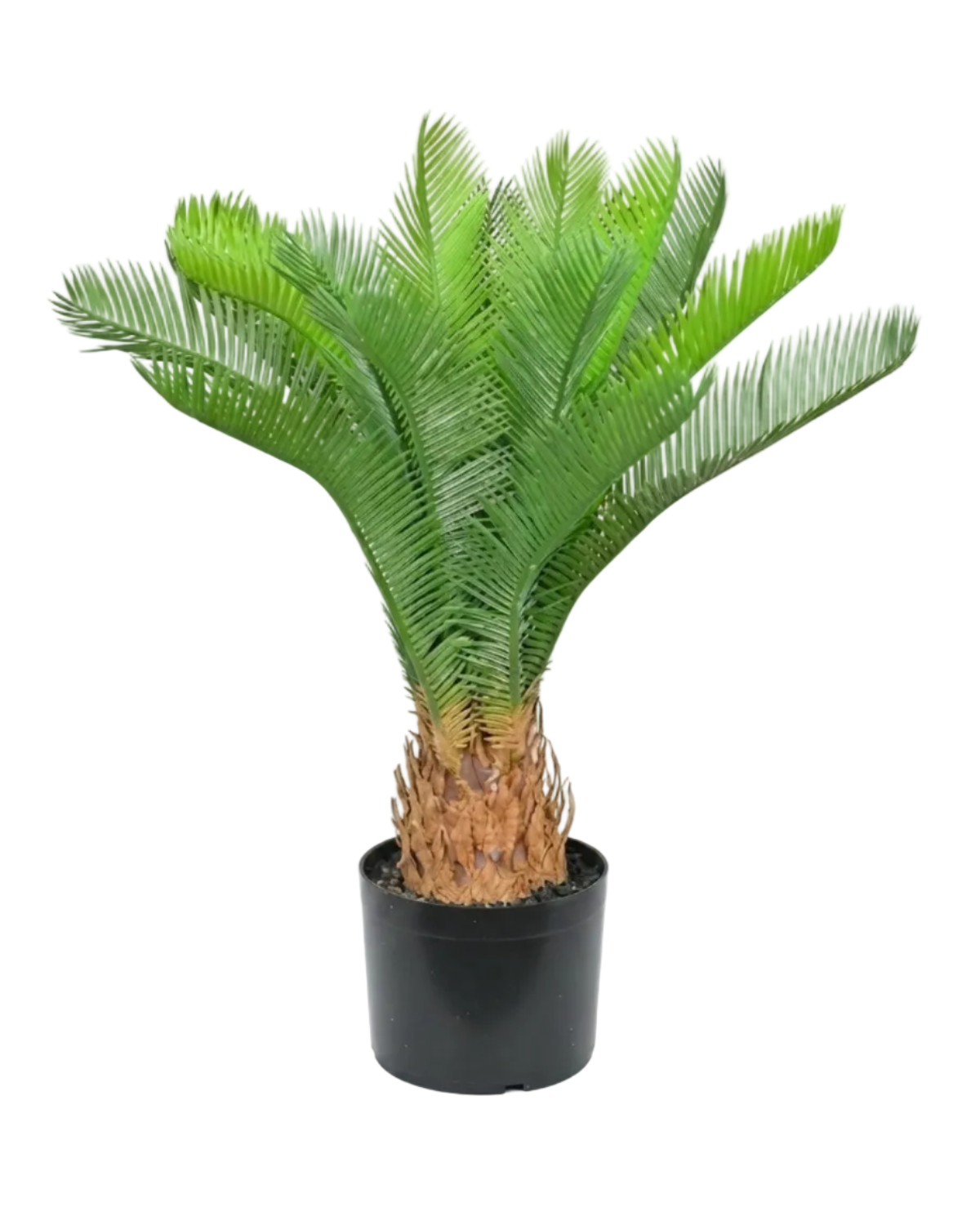 Potted palm plant on a white background