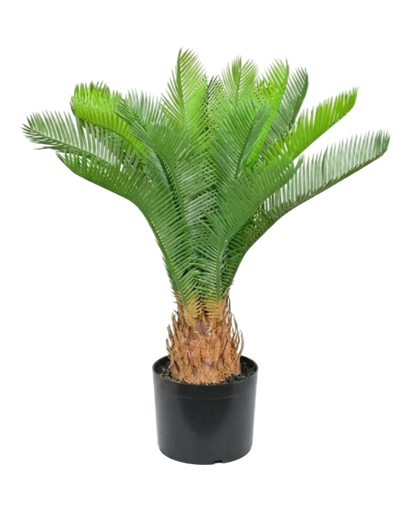Potted palm plant on a white background