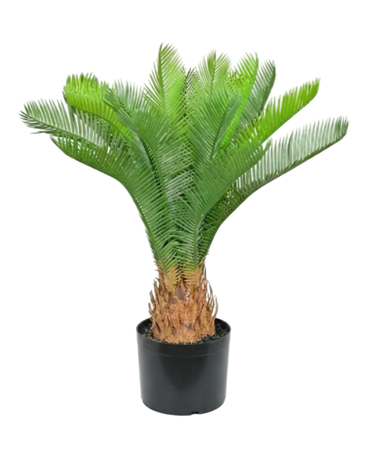 Potted palm plant on a white background