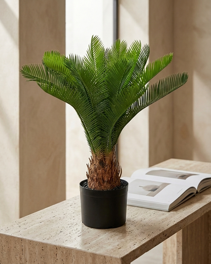 Sago Palm Plant in Black Nursery Pot