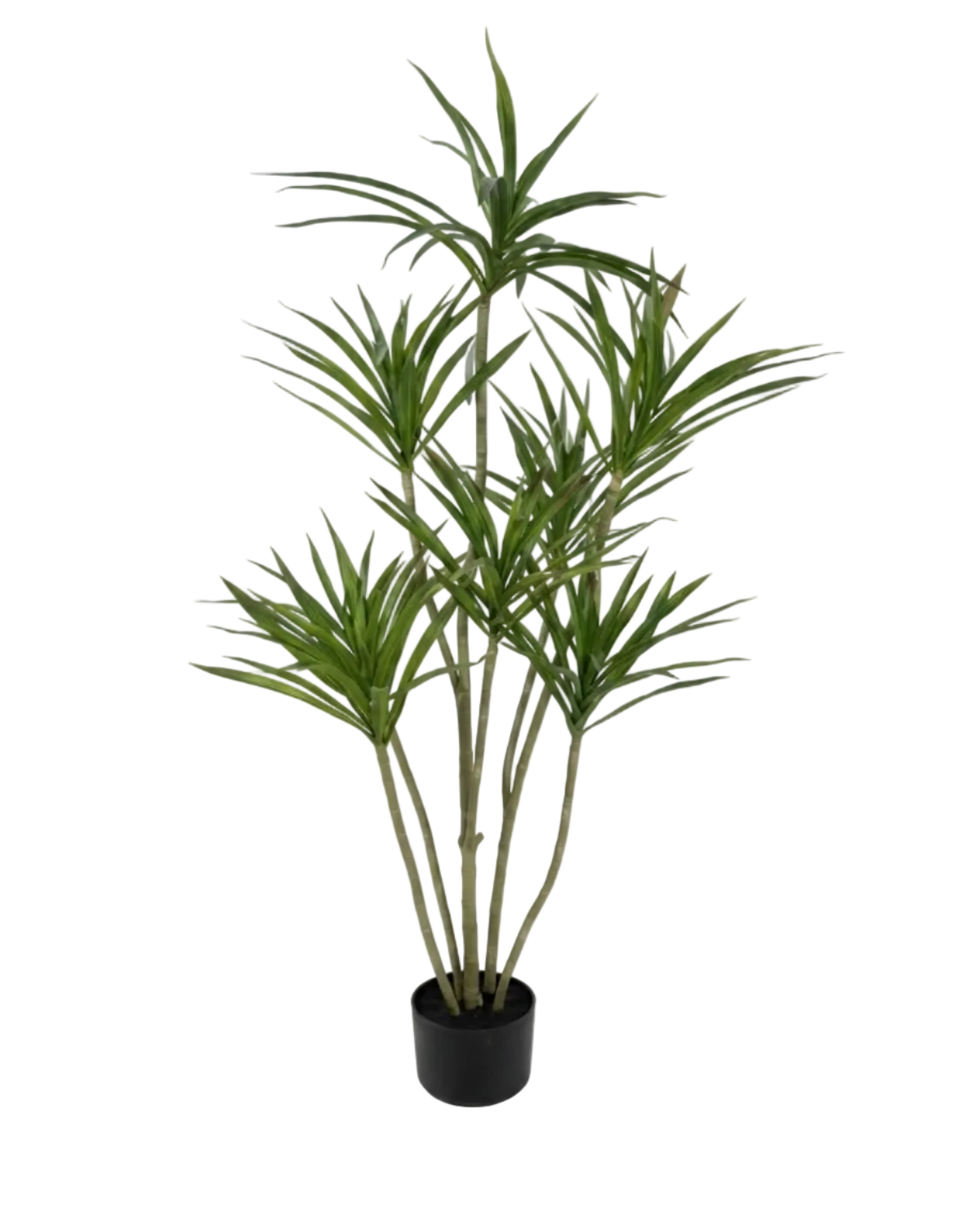 Potted plant with green leaves on a white background