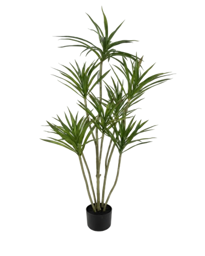 Potted plant with green leaves on a white background