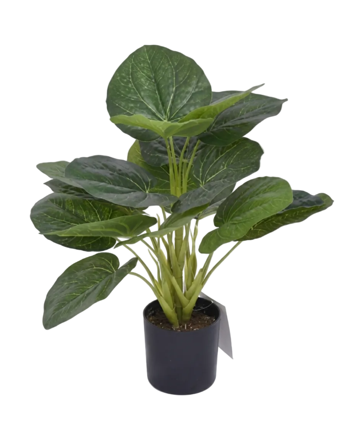 Potted plant with large green leaves on a white background