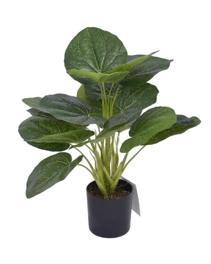 Potted plant with large green leaves on a white background