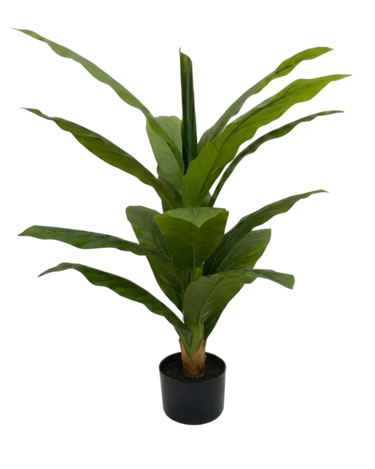 Potted plant with large green leaves on a white background