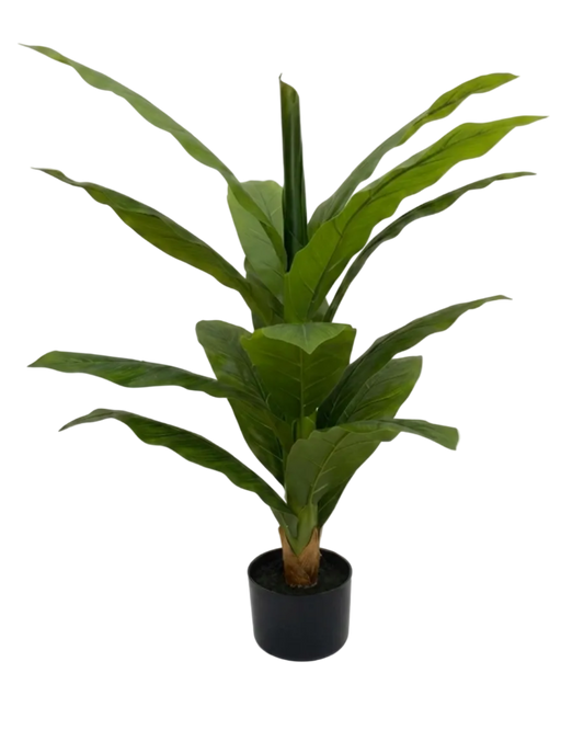 Potted plant with large green leaves on a white background