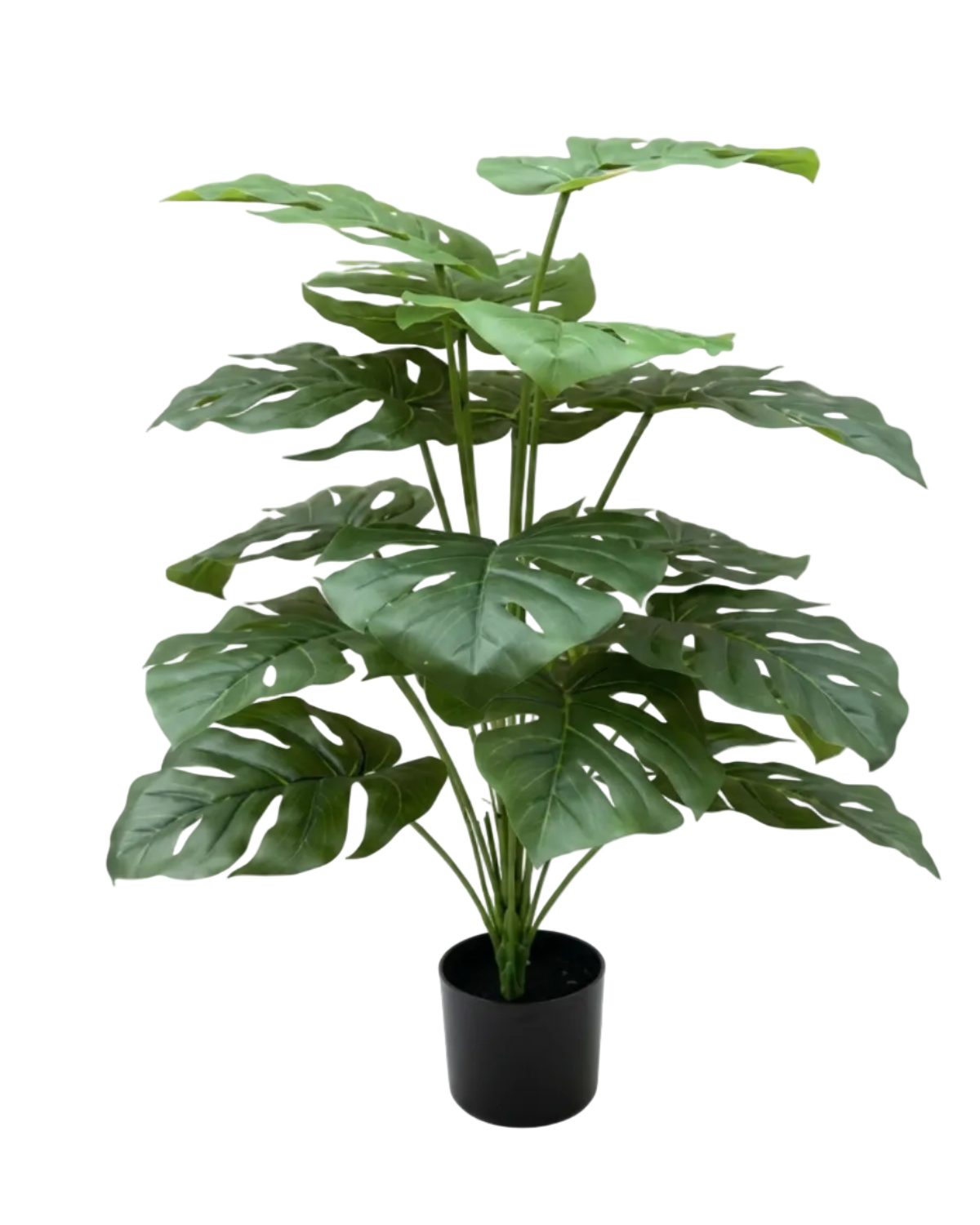 Potted green plant on a white background