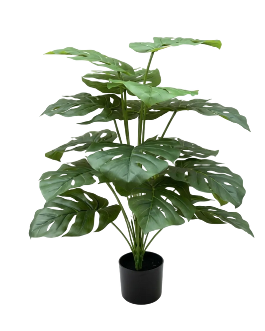 Potted green plant on a white background