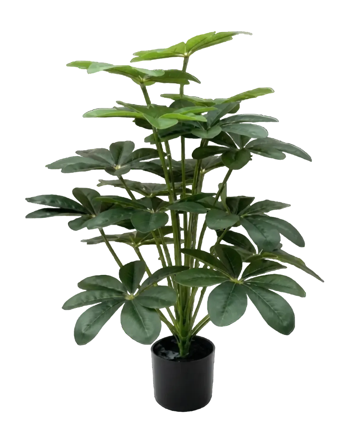 Potted plant with green leaves on a white background