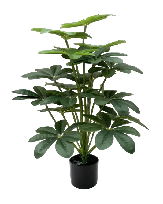 Potted plant with green leaves on a white background
