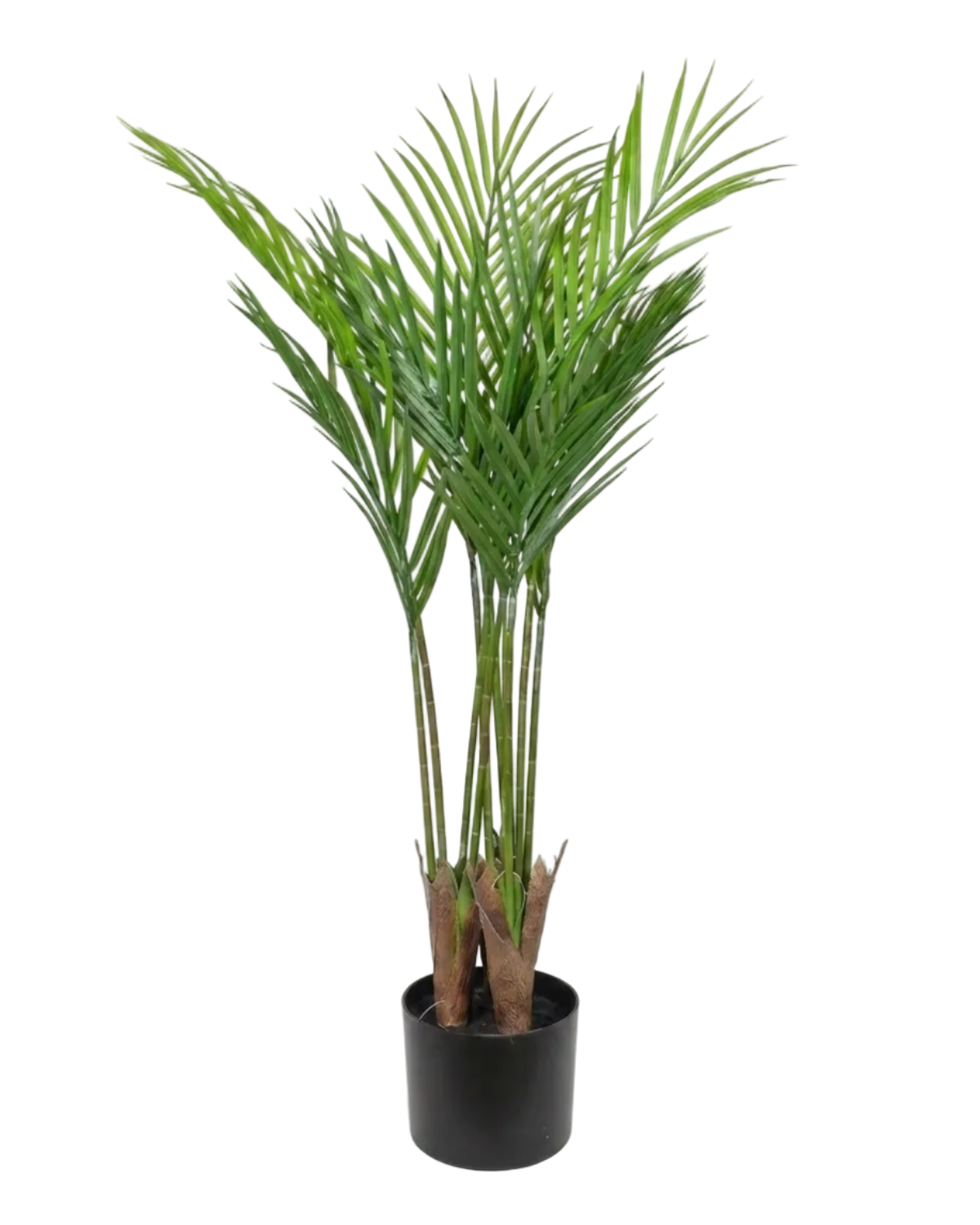Potted palm plant on a white background