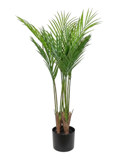 Potted palm plant on a white background