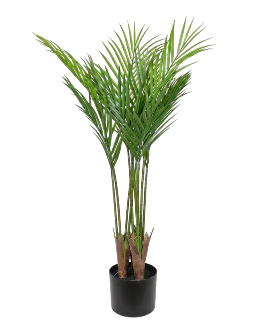 Potted palm plant on a white background