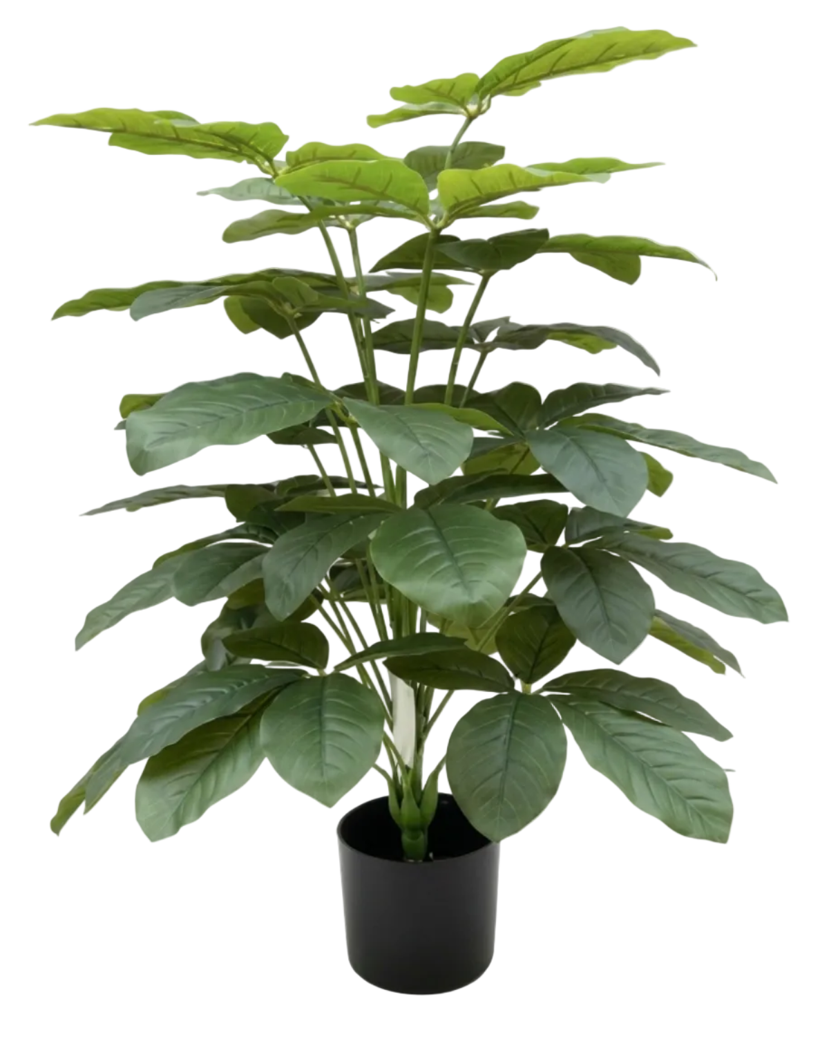 Potted plant with large green leaves on a white background