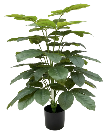 Potted plant with large green leaves on a white background