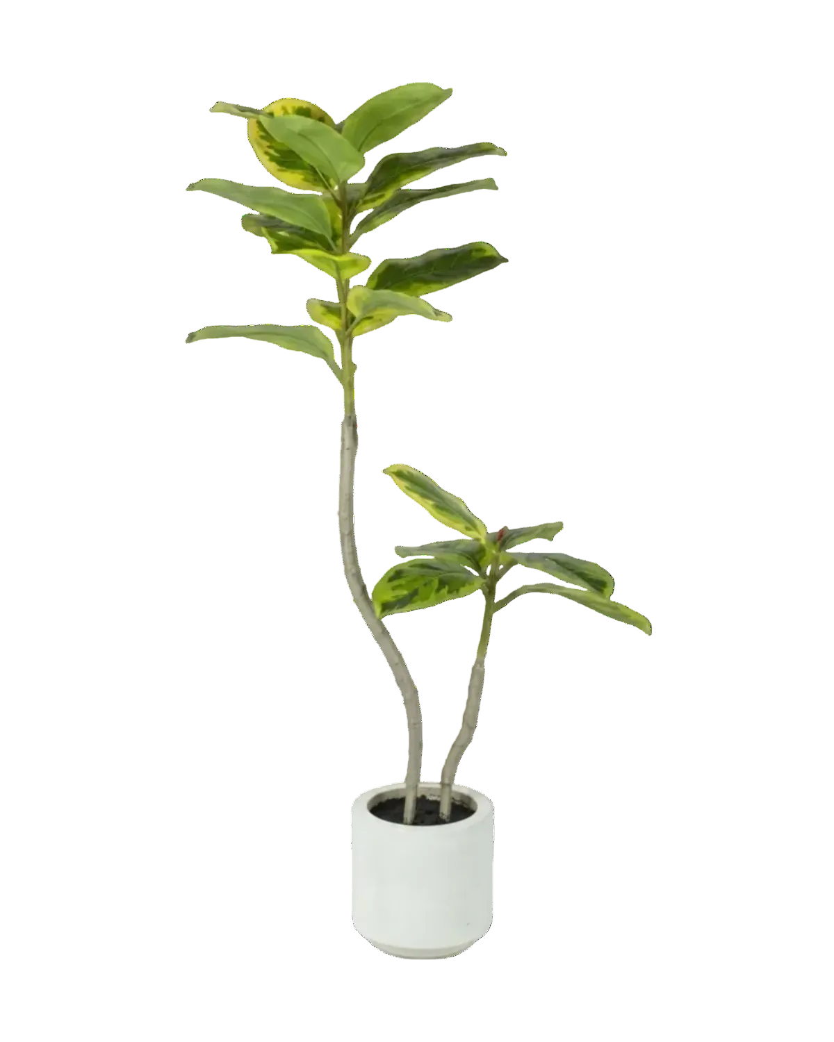 Potted plant with green leaves on a white background