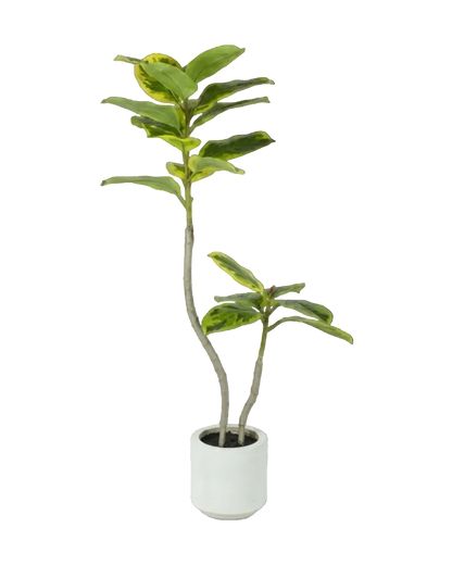 Potted plant with green leaves on a white background