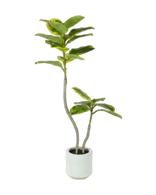 Potted plant with green leaves on a white background