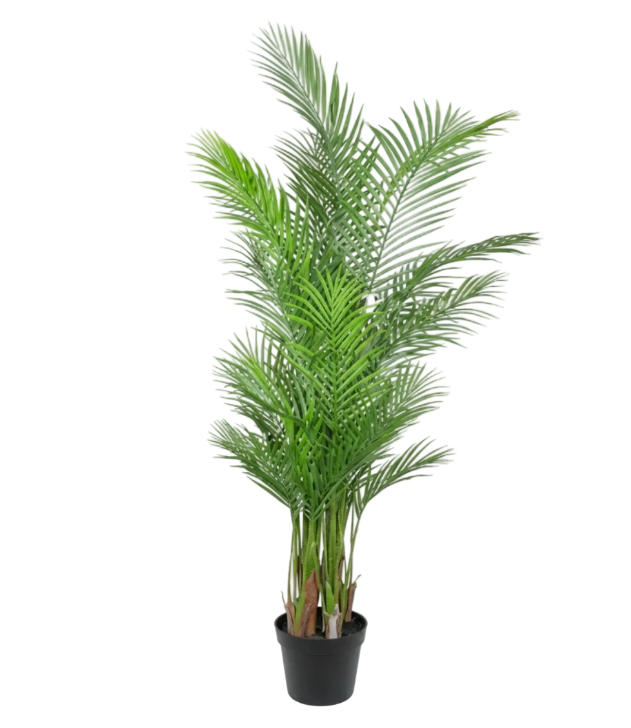 Potted green plant on a white background