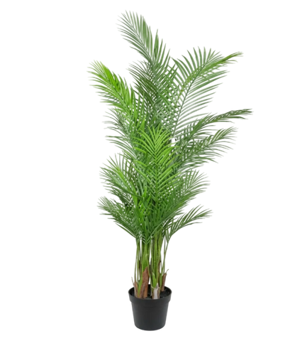 Potted green plant on a white background