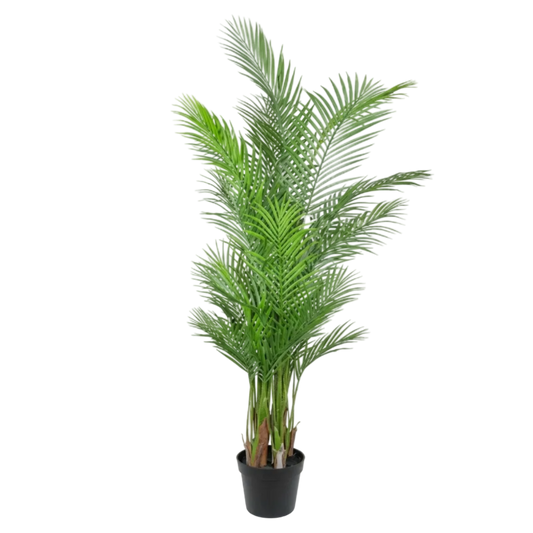 Potted green plant on a white background