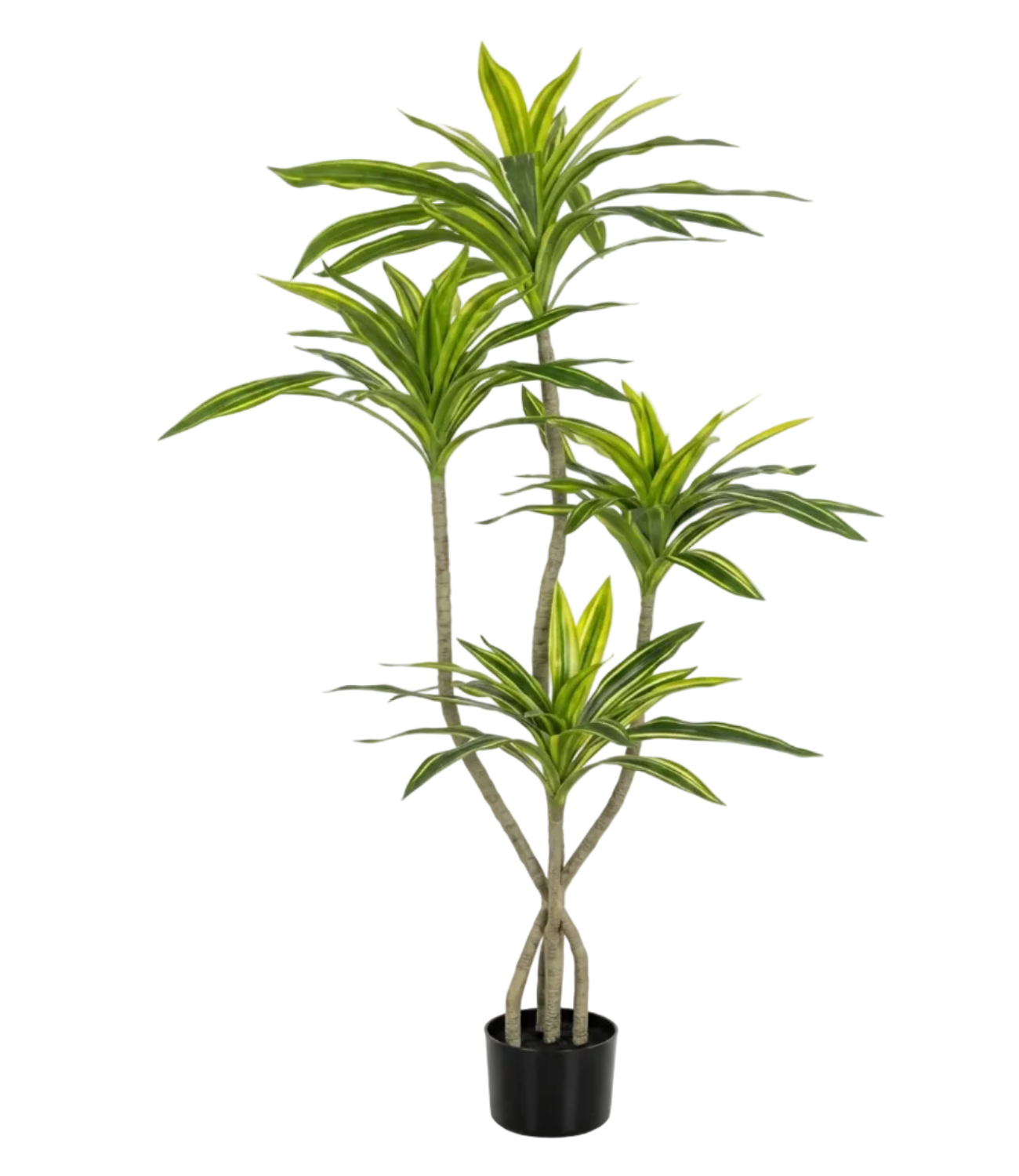 Potted plant with green leaves on a white background