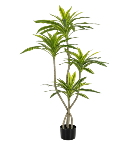 Potted plant with green leaves on a white background