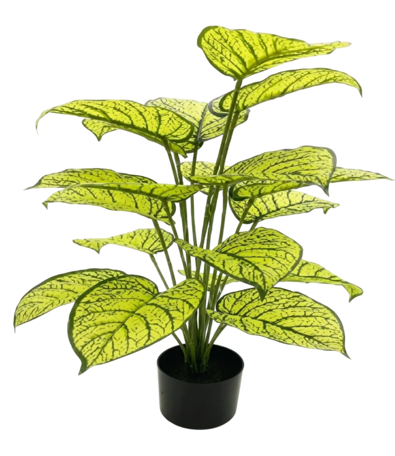 Potted plant with green leaves on a white background