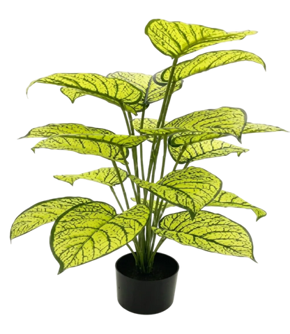 Potted plant with green leaves on a white background