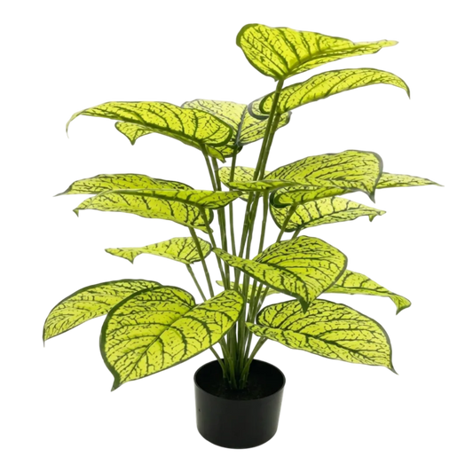 Potted plant with green leaves on a white background