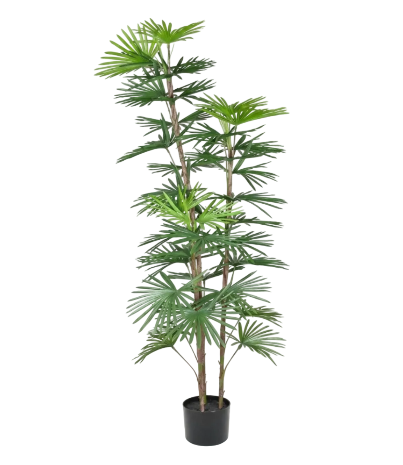 Potted palm plant on a white background
