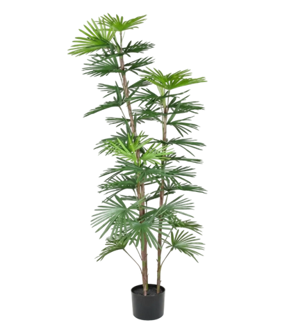 Potted palm plant on a white background