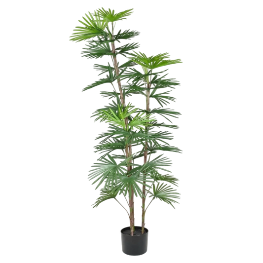Potted palm plant on a white background