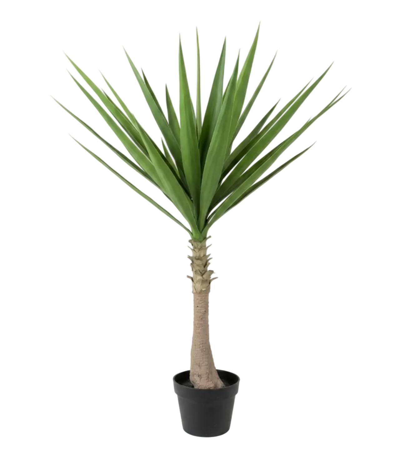 Potted palm plant on a white background