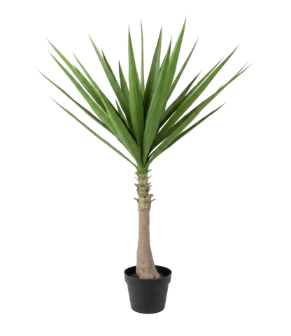 Potted palm plant on a white background
