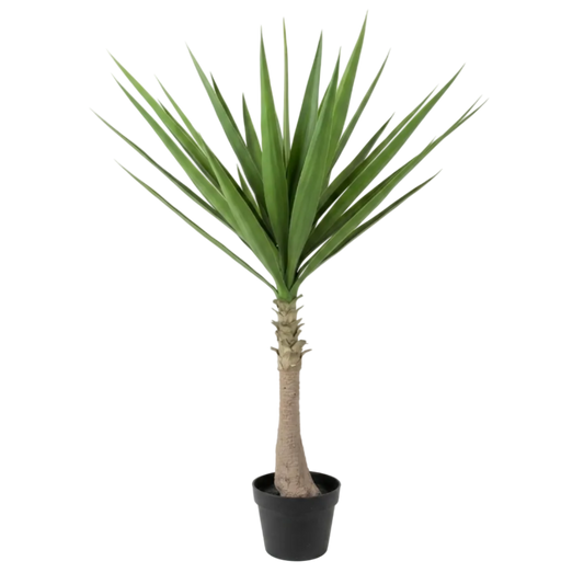 Potted palm plant on a white background