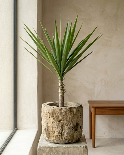 Yucca