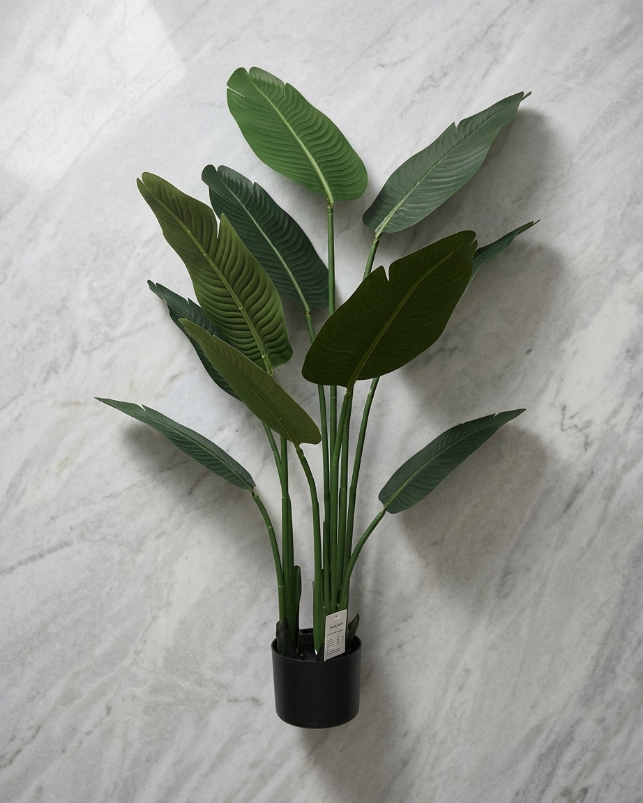 Strelitzia